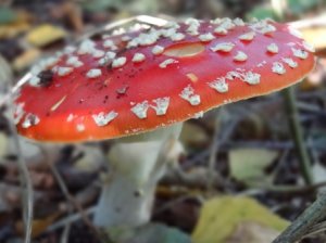 Fungal Foray - Blean Woods