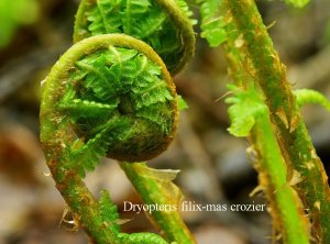 Shield fern (Dryopteris filix-mas) crozier