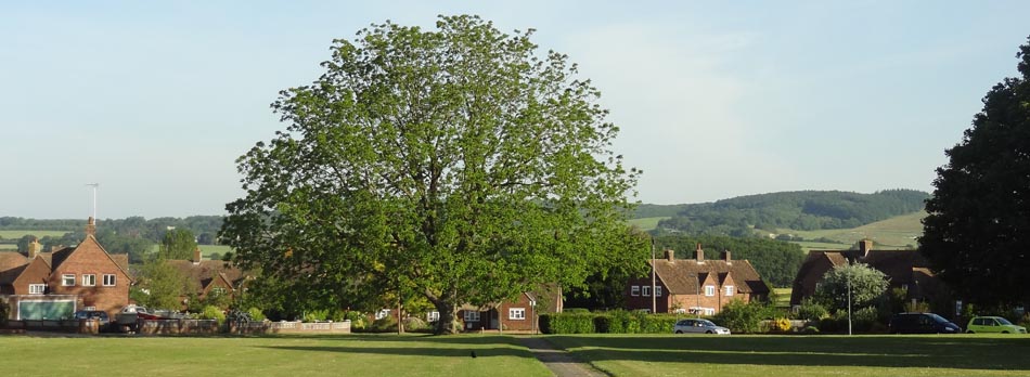 The magnificent black walnut tree on Churchfield Green, Wye