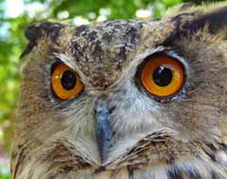 Wye Planning Watch eagle owl