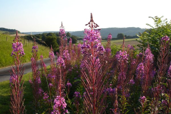 Big Coombe Farm, off the North Downs Way