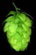 Image: A hop cone. Wye was the national centre of modern hop breeding 1906 until 2007