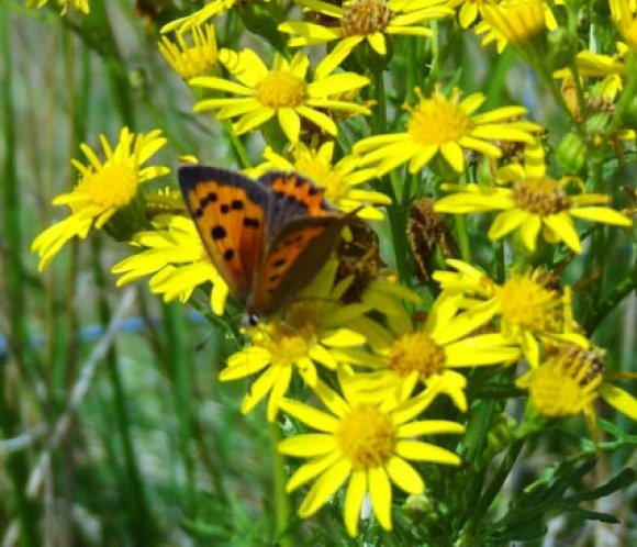 Small Copper on ragwort on Wye National Nature Reserve